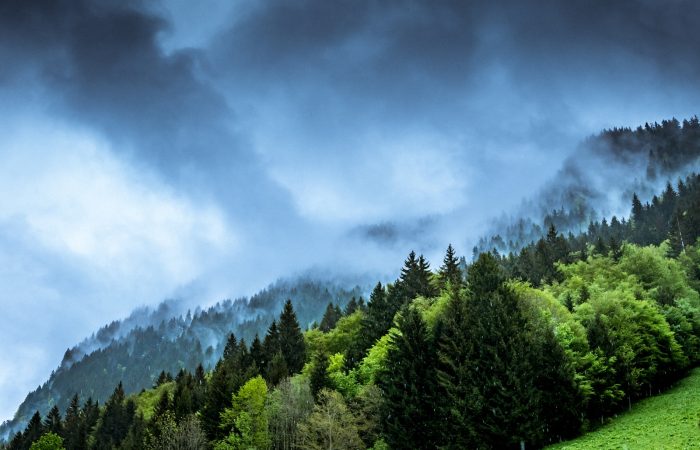forest and mountain partially covered with fog
